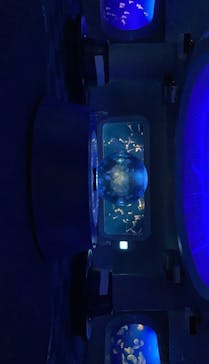 新江ノ島水族館に投稿された画像（2021/11/28）