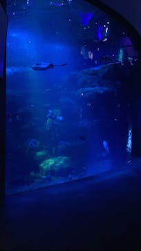 新江ノ島水族館に投稿された画像（2021/11/28）