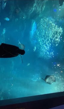 新江ノ島水族館に投稿された画像（2021/11/28）
