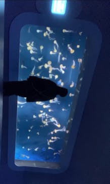 新江ノ島水族館に投稿された画像（2021/11/28）