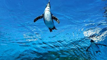 サンシャイン水族館に投稿された画像（2021/11/28）