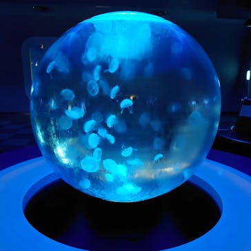 新江ノ島水族館に投稿された画像（2021/11/28）