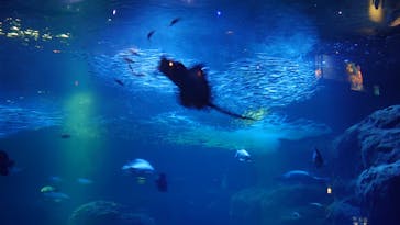 新江ノ島水族館に投稿された画像（2021/11/28）