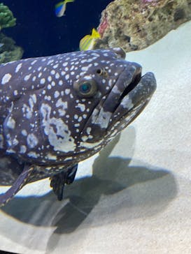 マリンワールド海の中道に投稿された画像（2021/11/28）