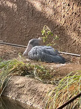 神戸どうぶつ王国に投稿された画像（2021/11/28）