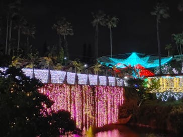 美らヤシパークオキナワ・東南植物楽園に投稿された画像（2021/11/28）