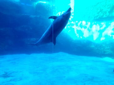 名古屋港水族館に投稿された画像（2021/11/28）