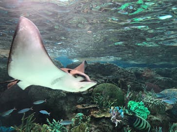名古屋港水族館に投稿された画像（2021/11/28）