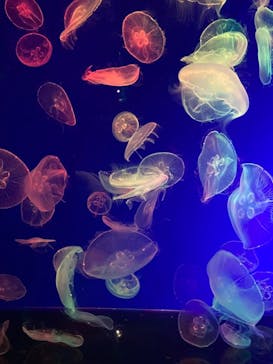 名古屋港水族館に投稿された画像（2021/11/28）