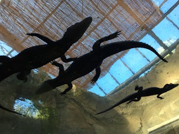 熱川バナナワニ園に投稿された画像（2021/11/28）