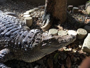 熱川バナナワニ園に投稿された画像（2021/11/28）