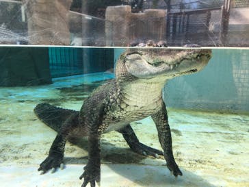 熱川バナナワニ園に投稿された画像（2021/11/28）