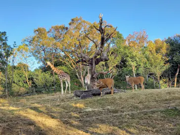 天王寺動物園に投稿された画像（2021/11/28）