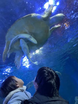 しながわ水族館に投稿された画像（2021/11/28）