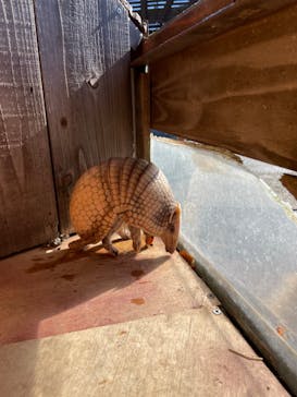 伊豆アニマルキングダムに投稿された画像（2021/11/28）