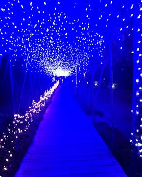 美らヤシパークオキナワ・東南植物楽園に投稿された画像（2021/11/28）