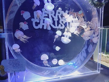 名古屋港水族館に投稿された画像（2021/11/28）