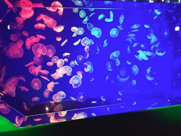 名古屋港水族館に投稿された画像（2021/11/28）