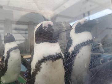 名古屋港水族館に投稿された画像（2021/11/28）