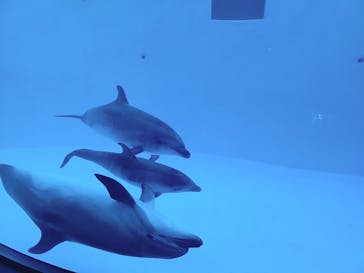 名古屋港水族館に投稿された画像（2021/11/28）