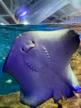 新江ノ島水族館に投稿された画像（2021/11/28）