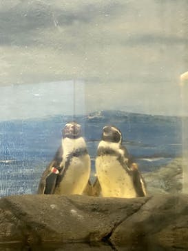 新江ノ島水族館に投稿された画像（2021/11/28）