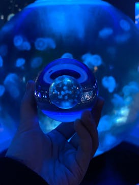 新江ノ島水族館に投稿された画像（2021/11/28）