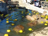 伊豆シャボテン動物公園に投稿された画像（2021/11/28）