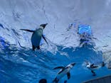 サンシャイン水族館に投稿された画像（2021/11/28）