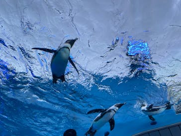 サンシャイン水族館に投稿された画像（2021/11/28）
