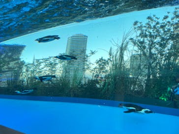 サンシャイン水族館に投稿された画像（2021/11/28）