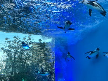 サンシャイン水族館に投稿された画像（2021/11/28）
