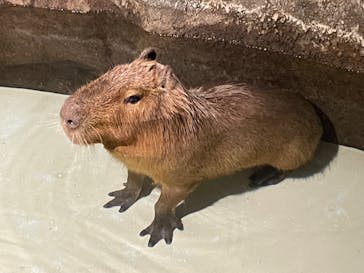 マクセル アクアパーク品川に投稿された画像（2021/11/28）