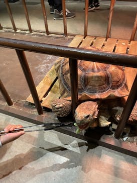 Moff animal world MARK IS みなとみらい店に投稿された画像（2021/11/28）