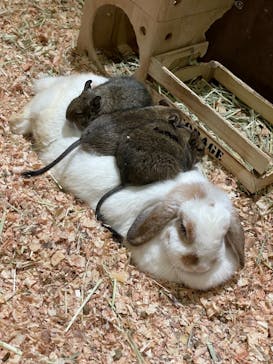 Moff animal world MARK IS みなとみらい店に投稿された画像（2021/11/28）