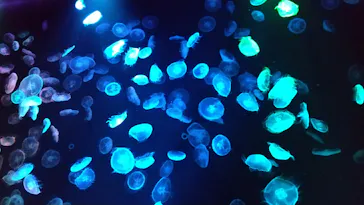 すみだ水族館に投稿された画像（2021/11/28）