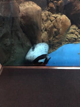 新江ノ島水族館に投稿された画像（2021/11/28）