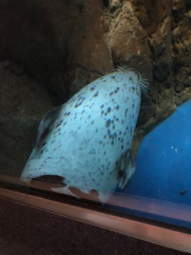 新江ノ島水族館に投稿された画像（2021/11/28）