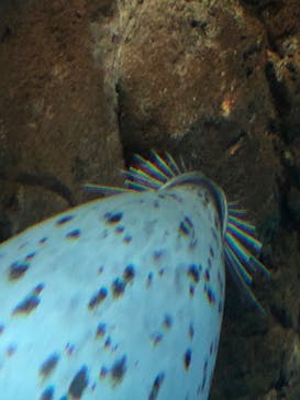 新江ノ島水族館に投稿された画像（2021/11/28）