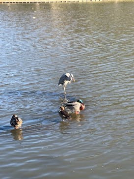 三溪園に投稿された画像（2021/11/28）