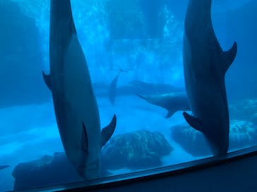 名古屋港水族館に投稿された画像（2021/11/29）