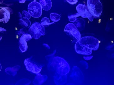 名古屋港水族館に投稿された画像（2021/11/29）