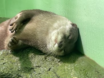 しながわ水族館に投稿された画像（2021/11/29）