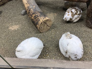 那須どうぶつ王国に投稿された画像（2021/11/29）