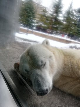 旭川市旭山動物園に投稿された画像（2021/11/29）