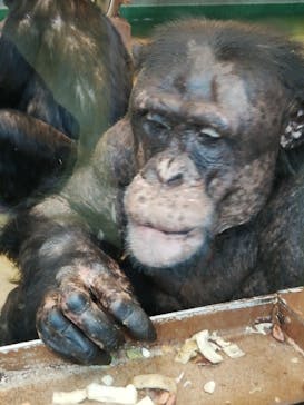 旭川市旭山動物園に投稿された画像（2021/11/29）