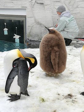旭川市旭山動物園に投稿された画像（2021/11/29）