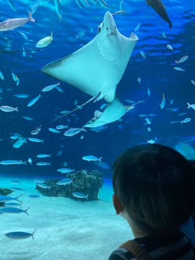 サンシャイン水族館に投稿された画像（2021/11/29）