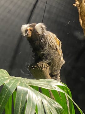 カワスイ 川崎⽔族館に投稿された画像（2021/11/29）