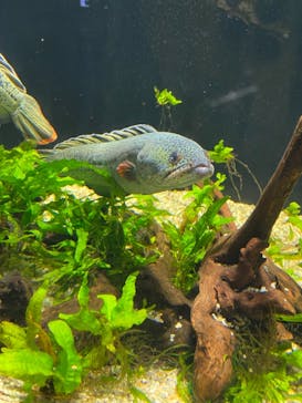 カワスイ 川崎⽔族館に投稿された画像（2021/11/29）